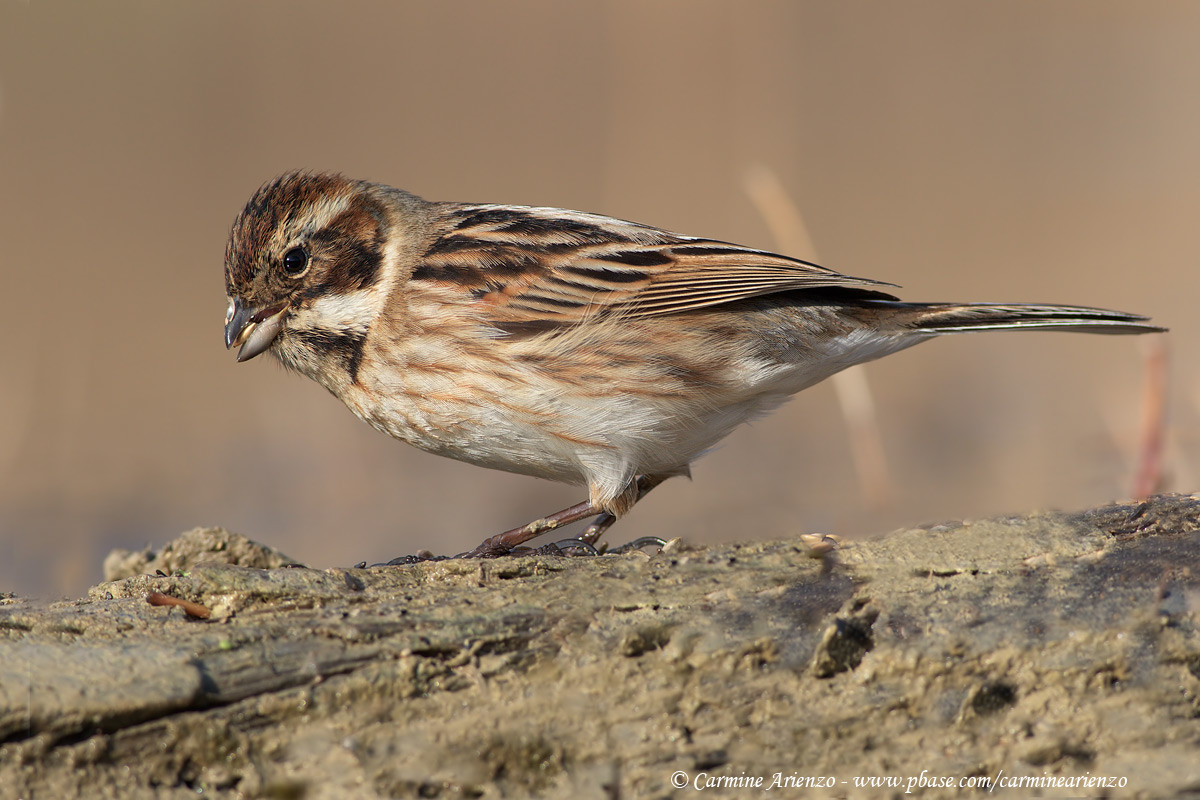 Migliarino di Palude 4