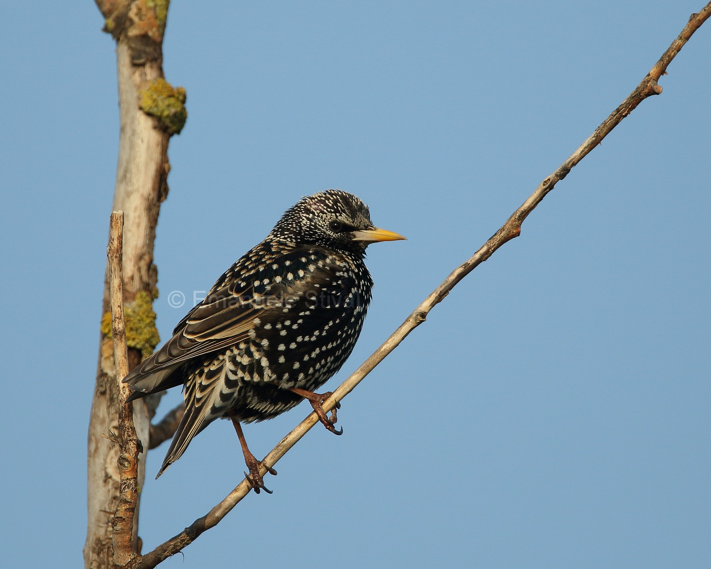 Starling