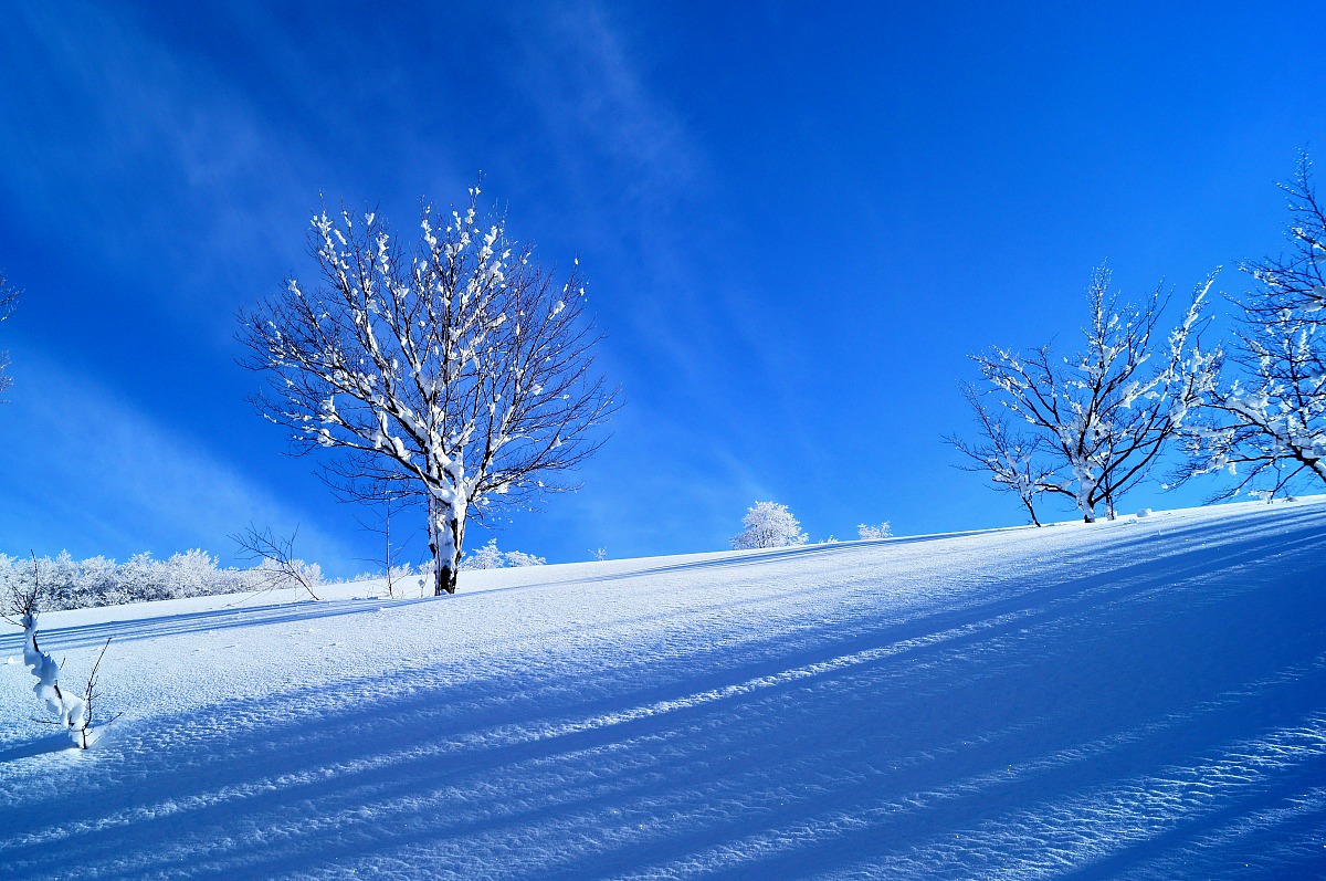Early morning on the snow