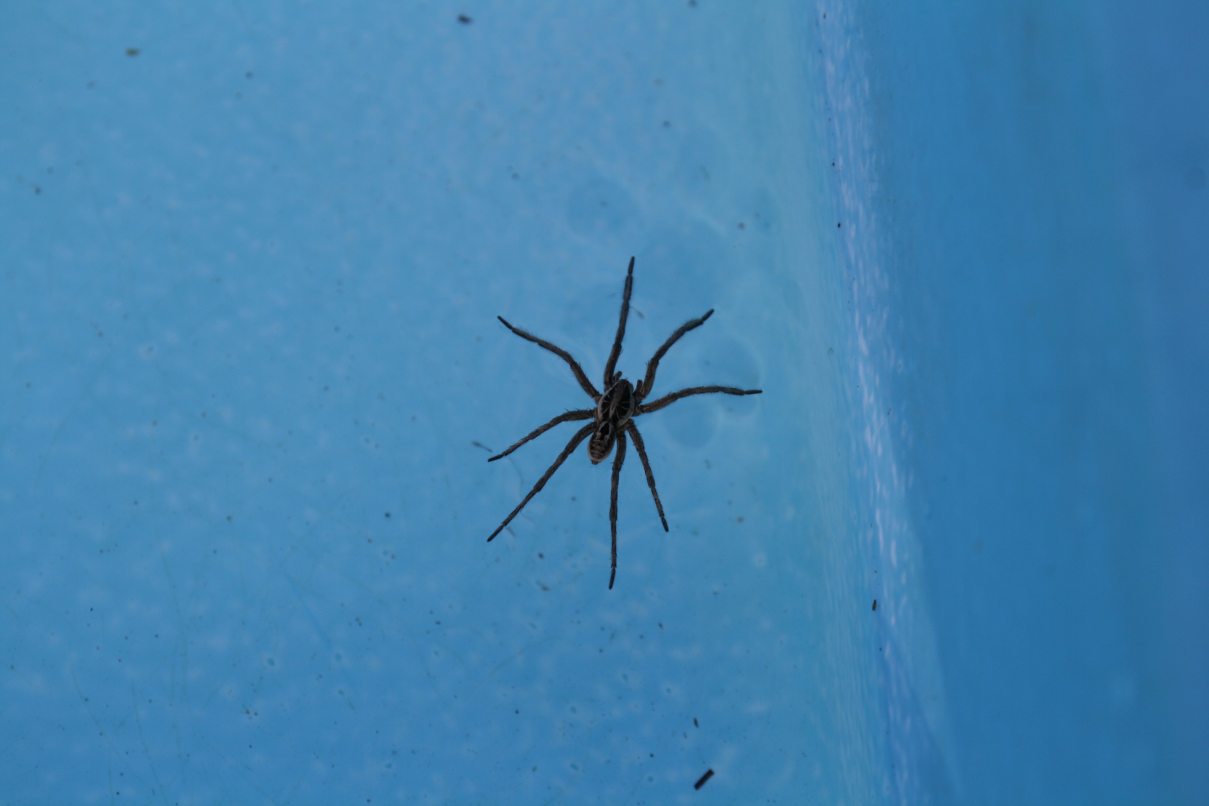 ragno in piscina