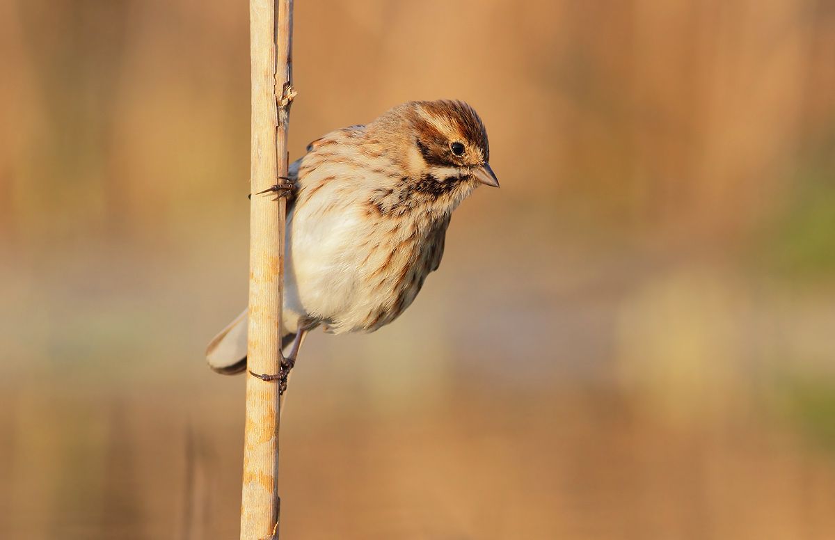 Reed Bunting
