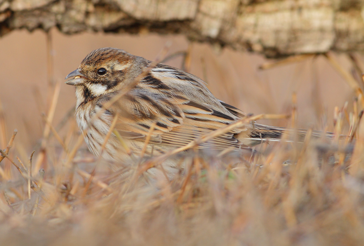 Reed Bunting