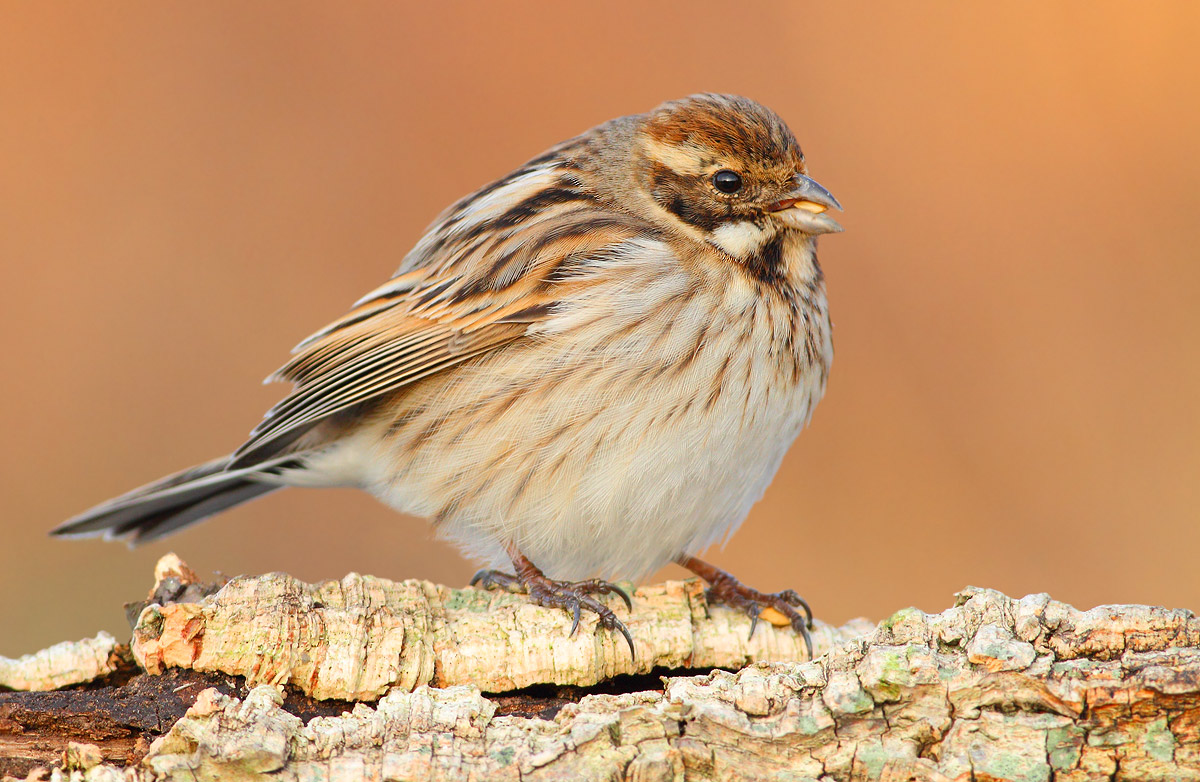 Reed Bunting