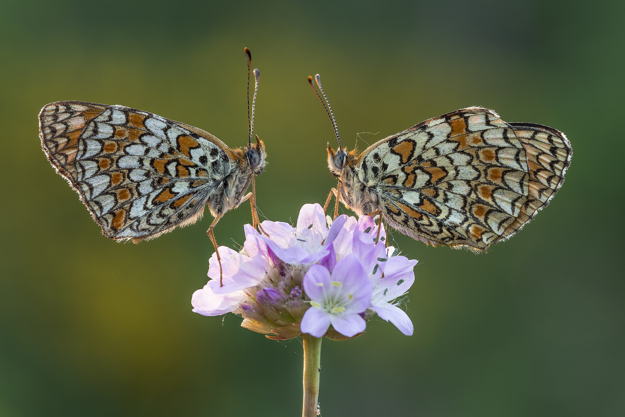 Couple of Melitaea
