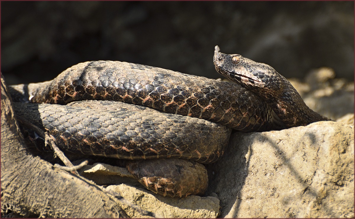 Vipera Ammodytes