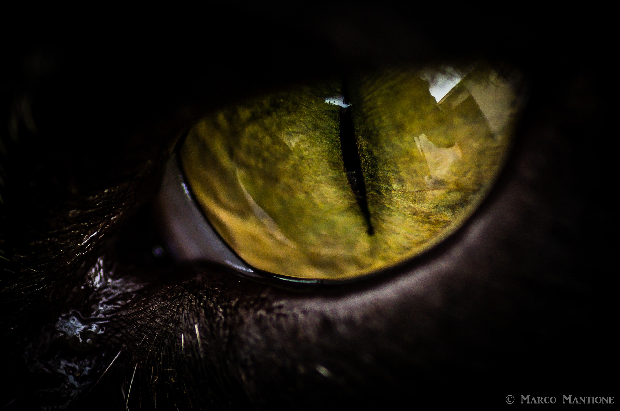 Cat's eye