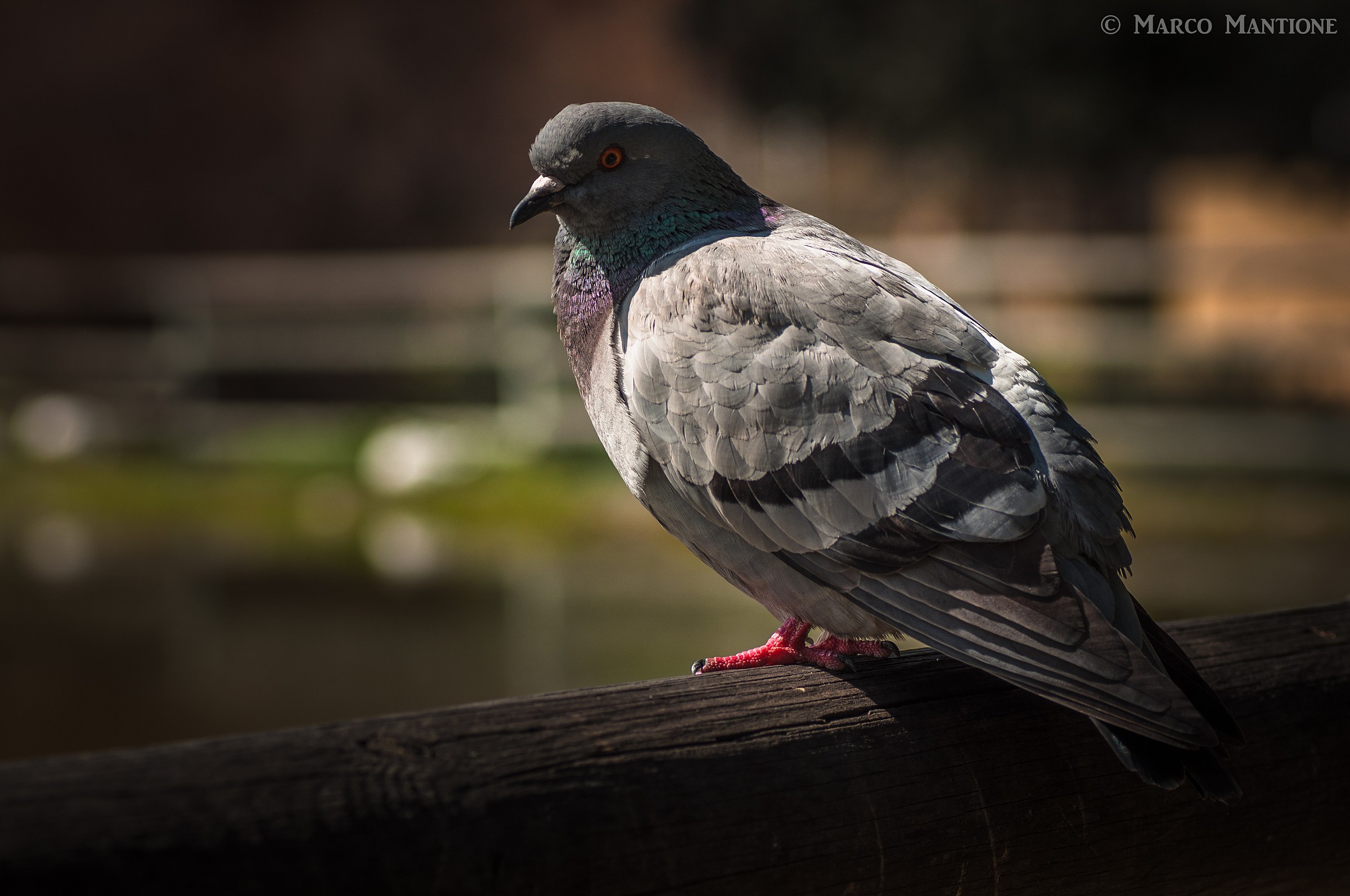 Pigeon