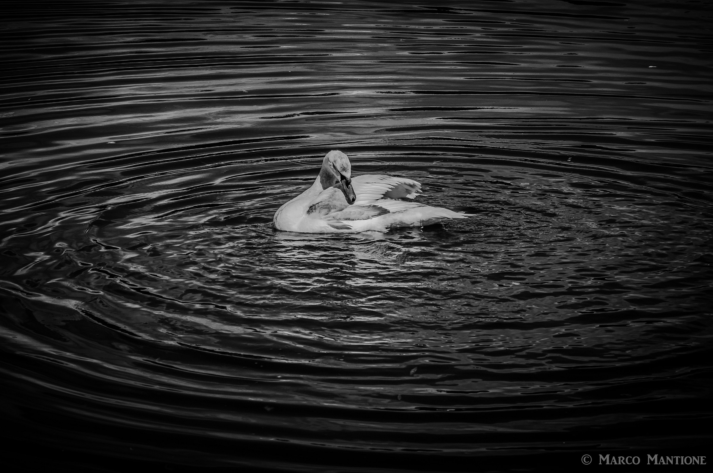 Swan and circles in the water