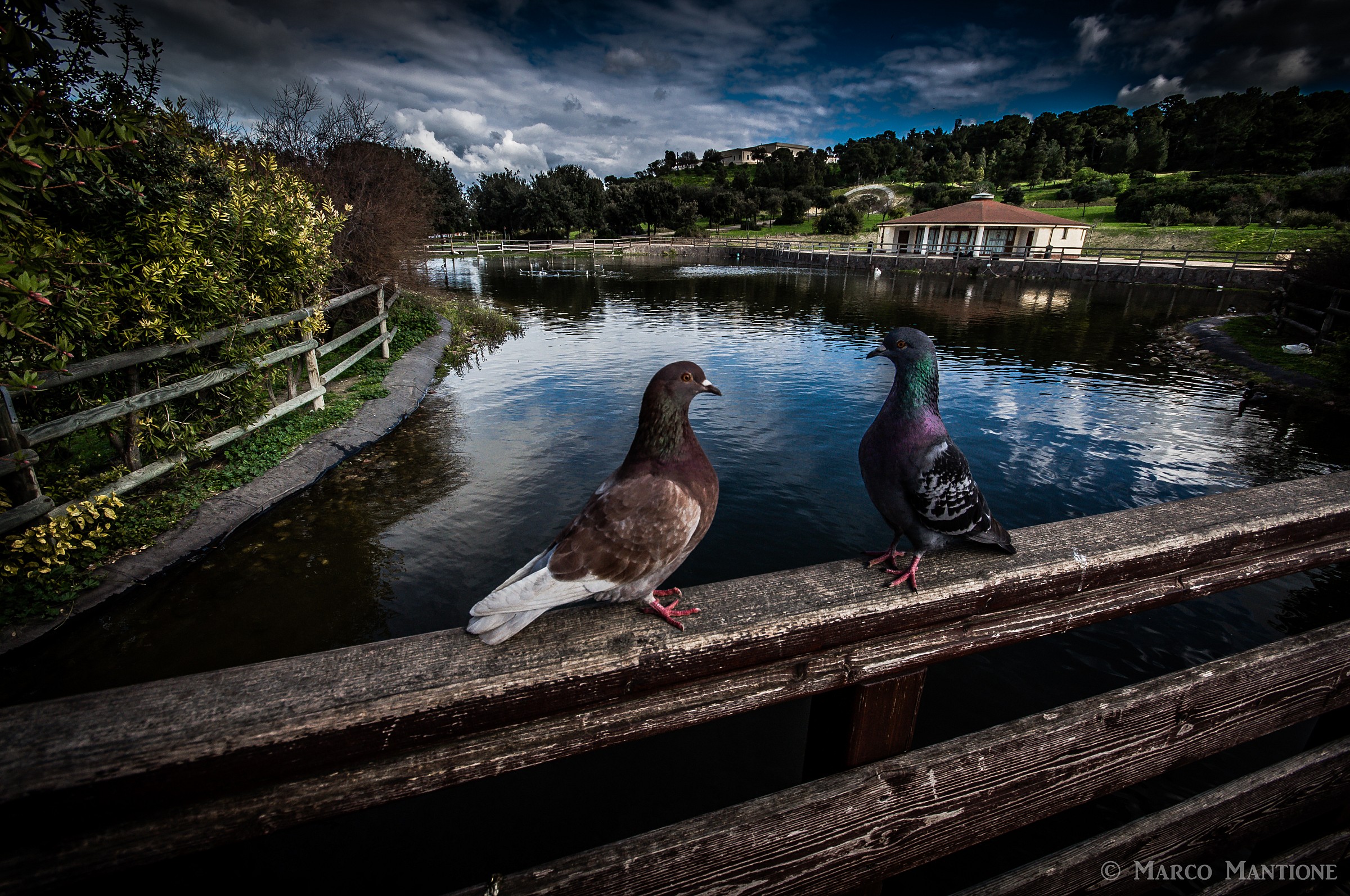 Pigeons and bridge