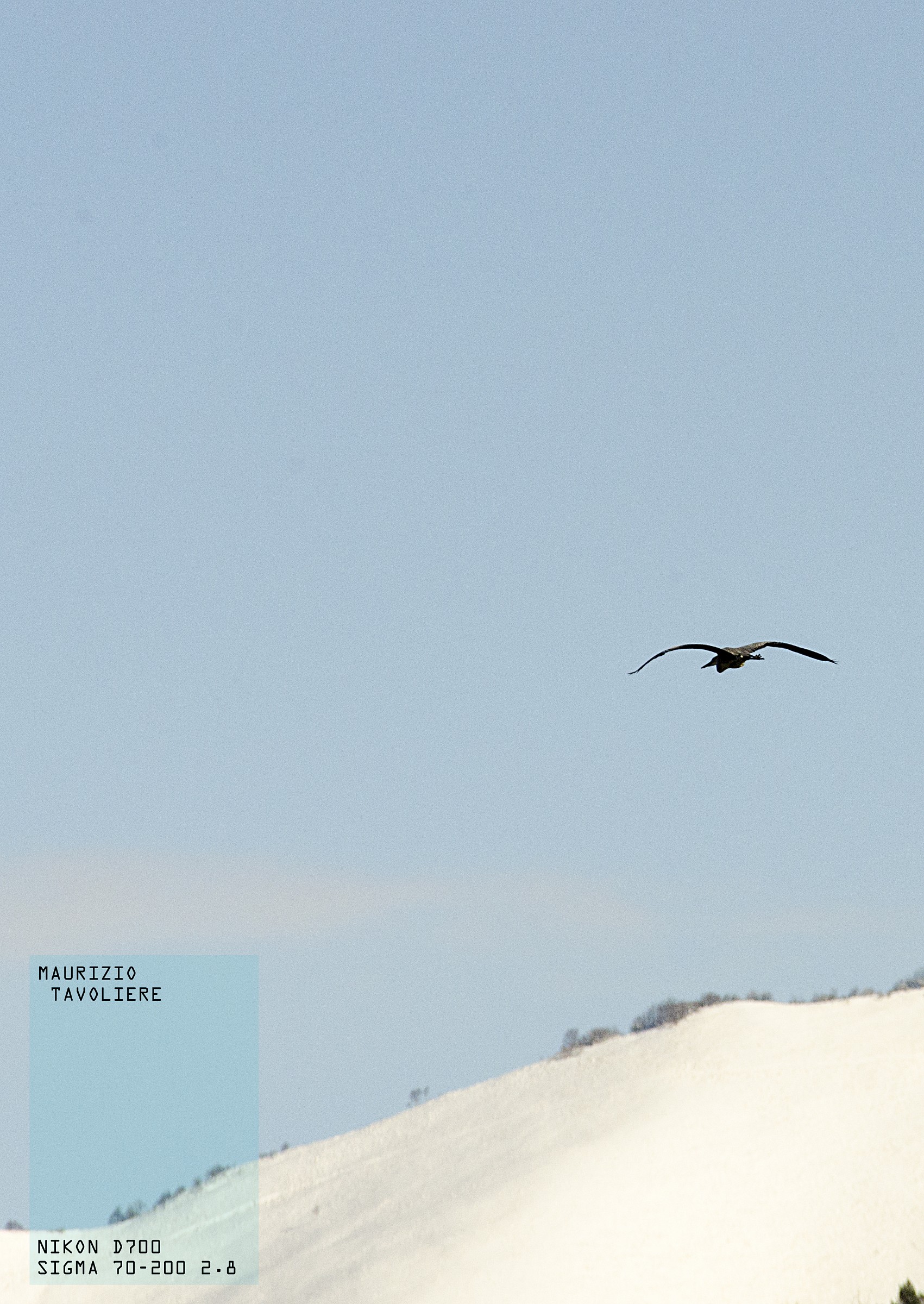 L'airone della Valtellina