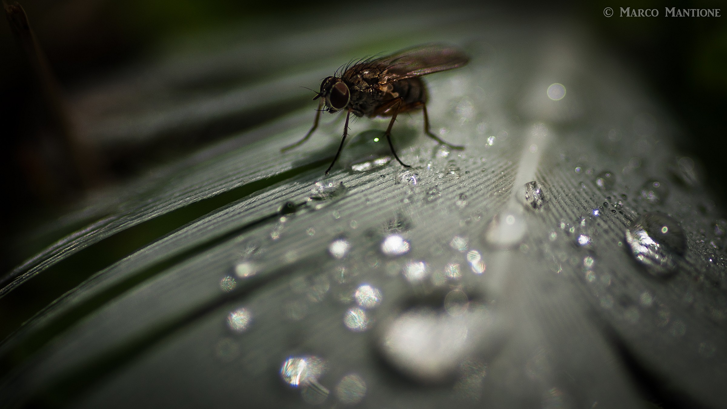 Fly, feather and dew
