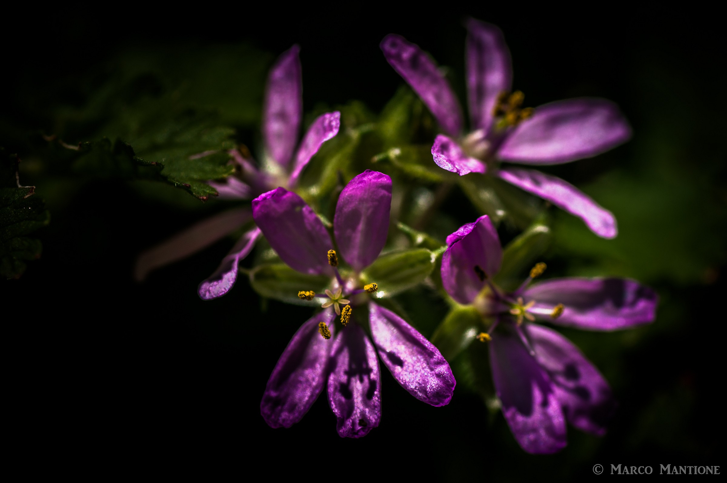 Three-dimensional flowers