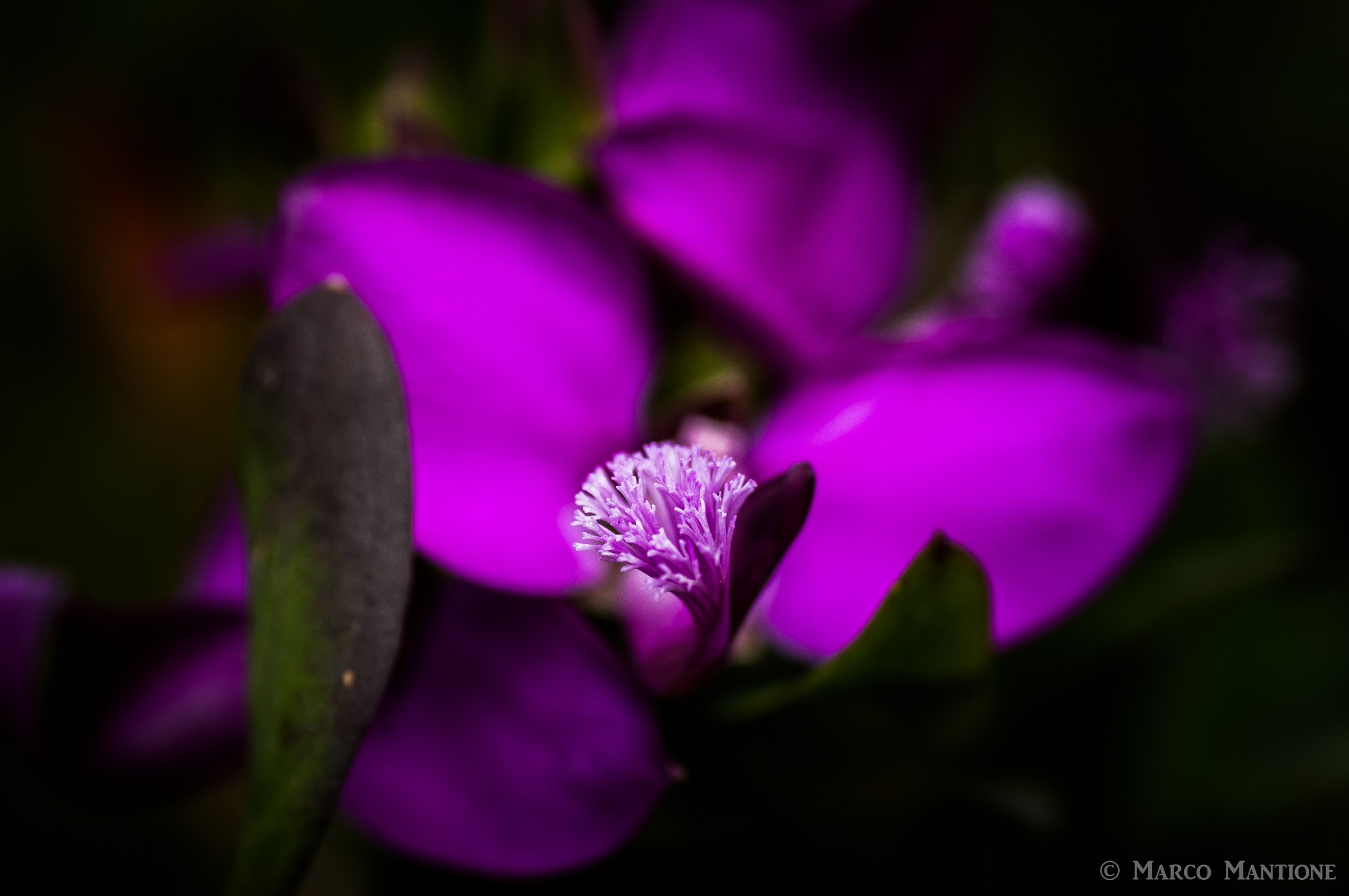 Purple flower