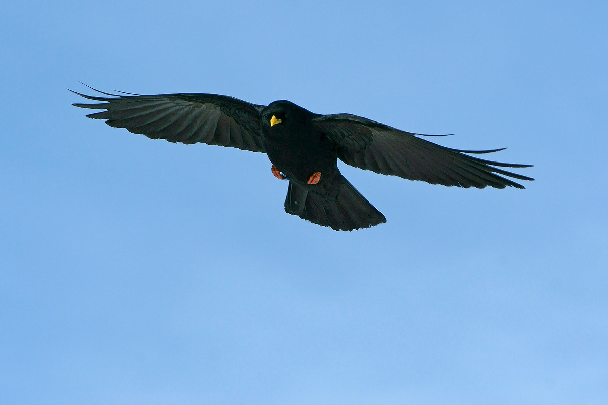 Alpine Chough