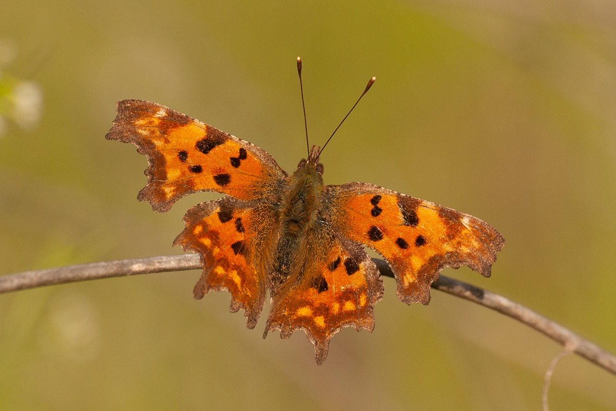 Polygonia c-album
