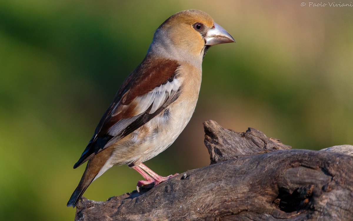 Mr. Hawfinch