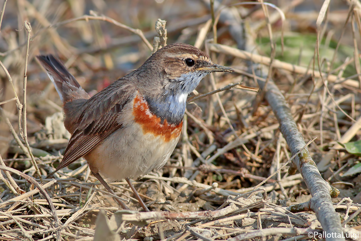 Pettazzurro (Luscinia svecica)