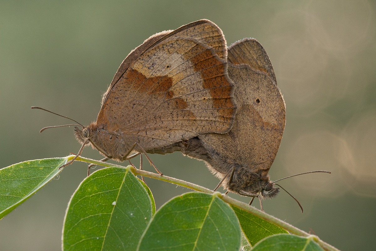 Maniola jurtina pair