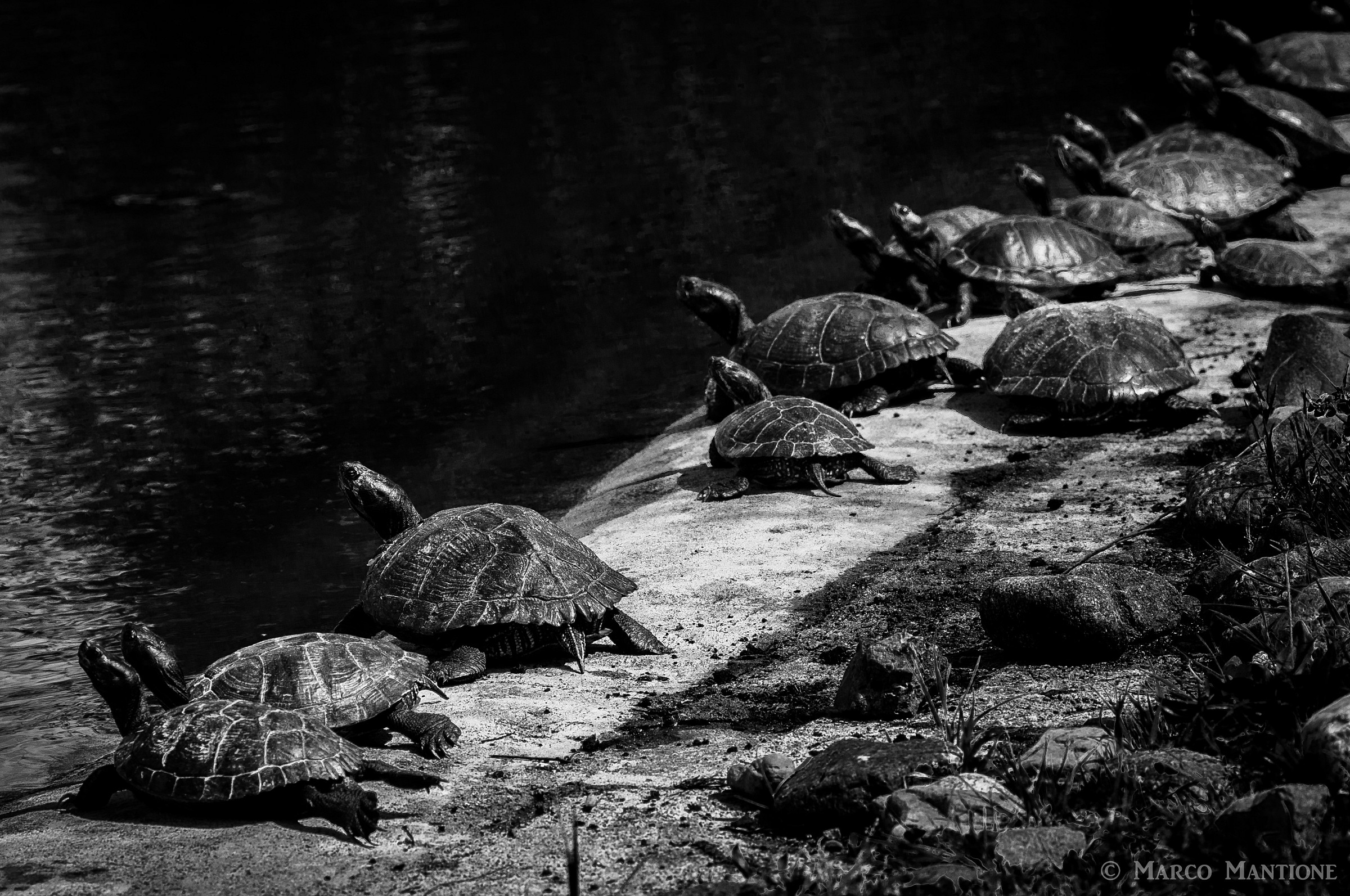 Turtles in the sun