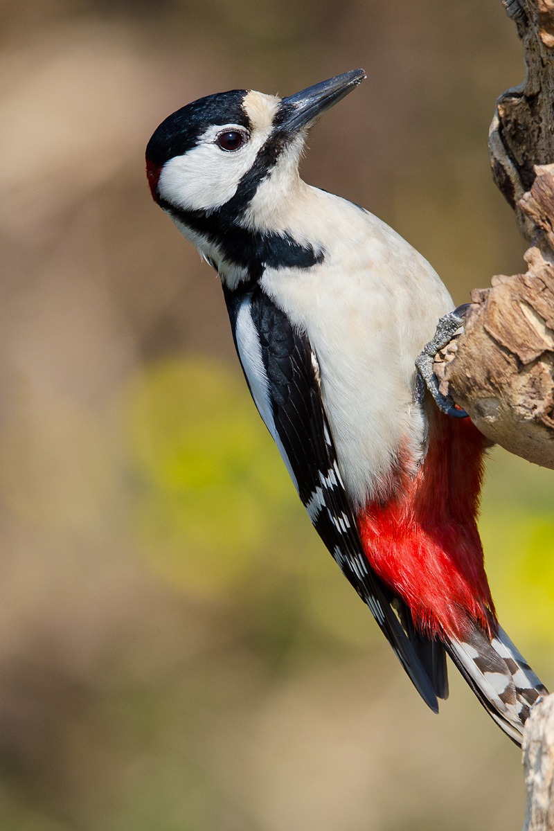 Picchio rosso maggiore