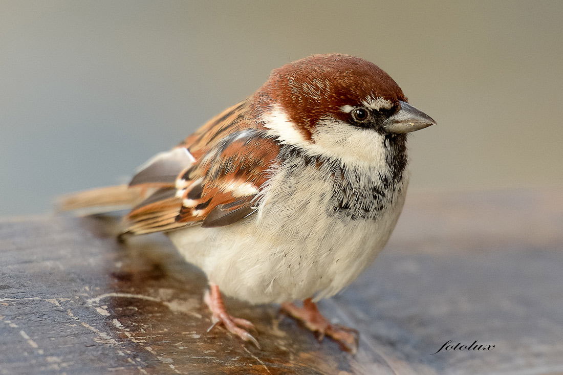 Passero Italiano 2015