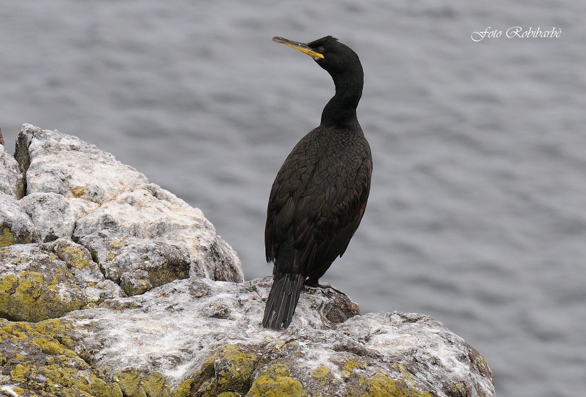 Marangone dal ciuffo...