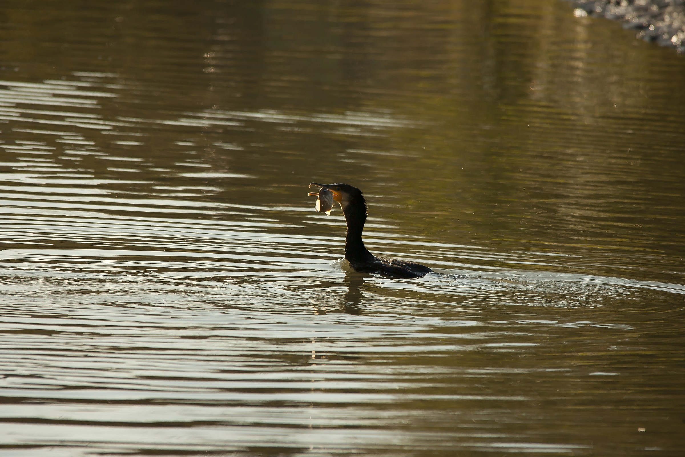 Cormorant at breakfast