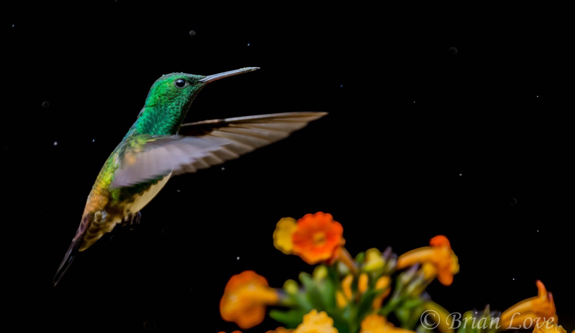 Snowy-bellied Hummingbird