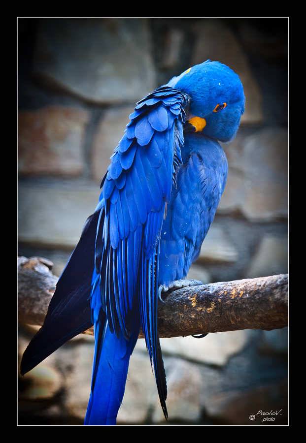 Hyacinth Macaw