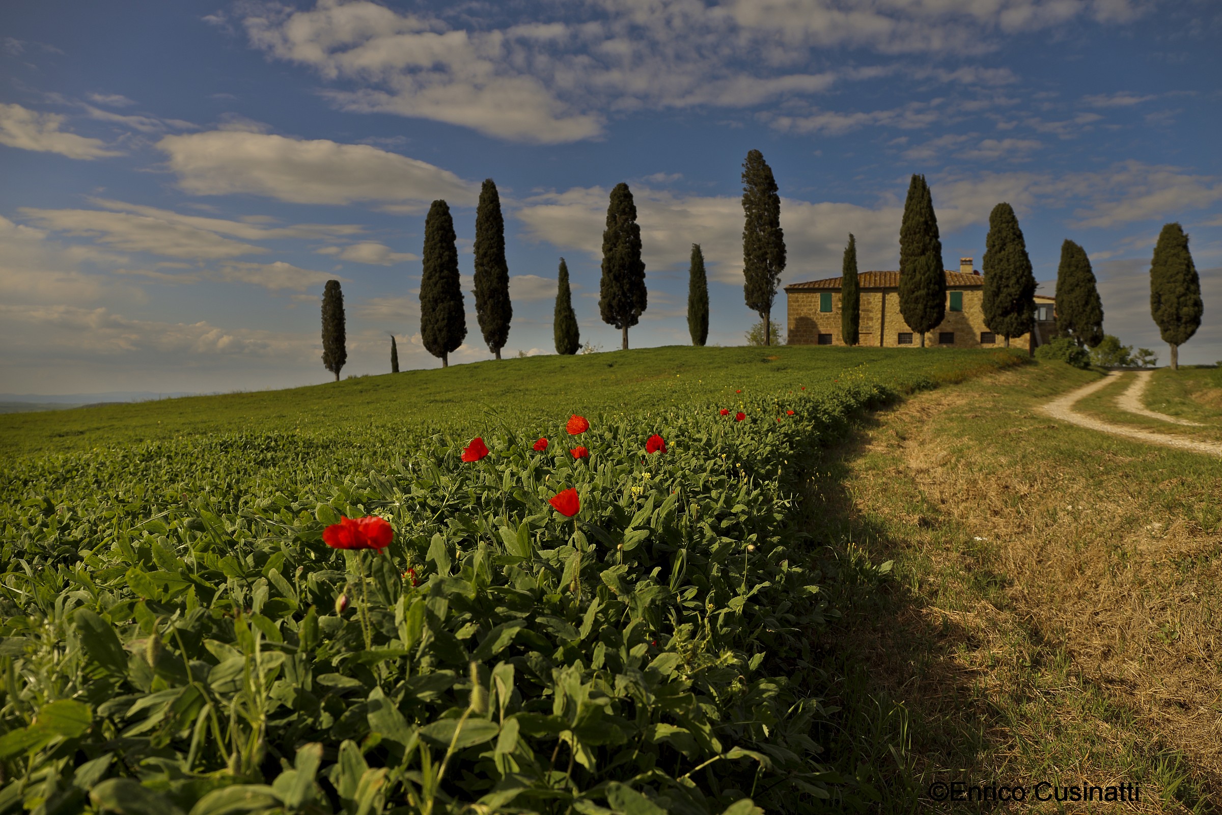 Poppies and the farm