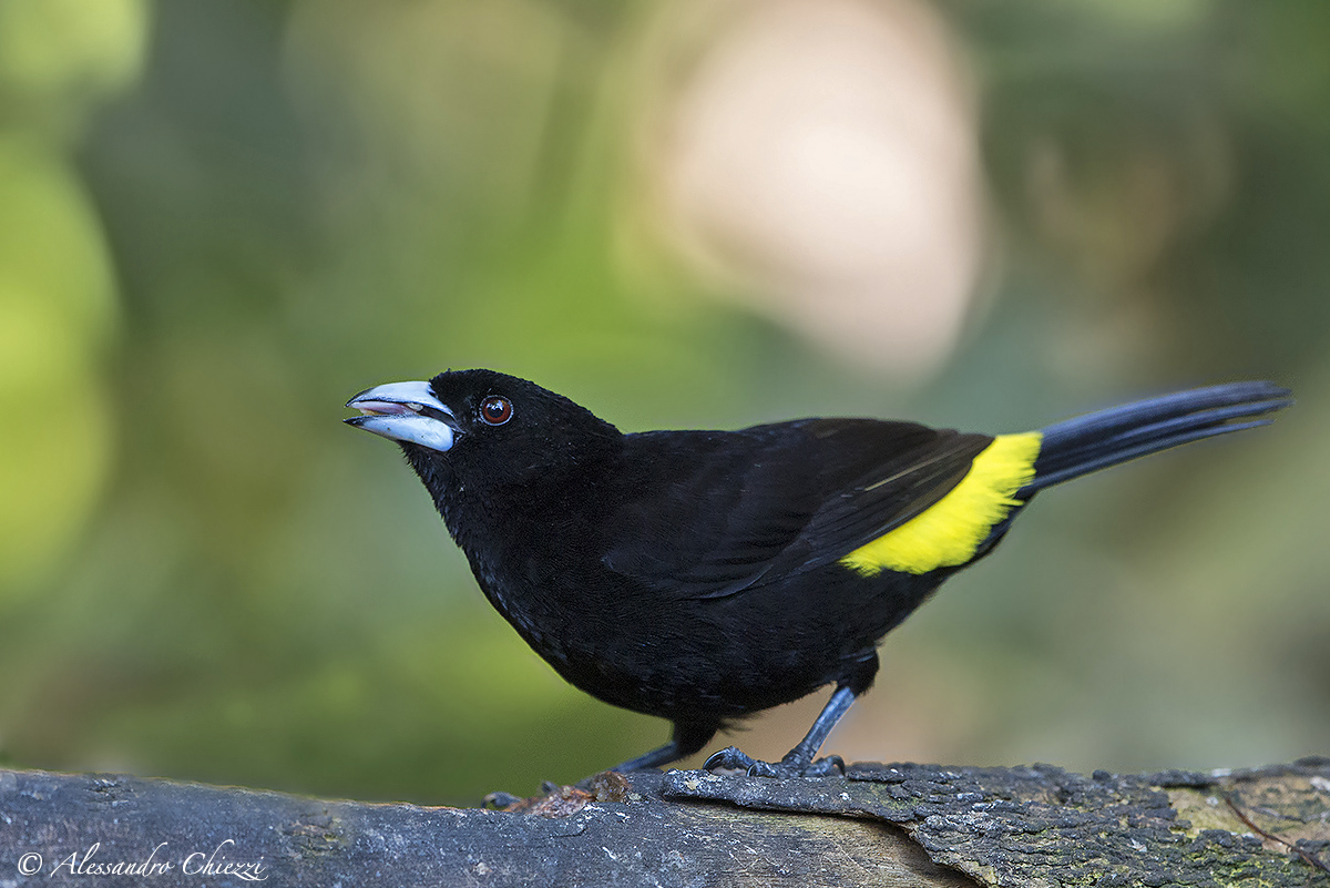 Tangara groppone dorato