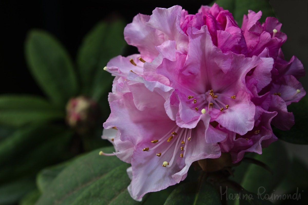 rhododendron