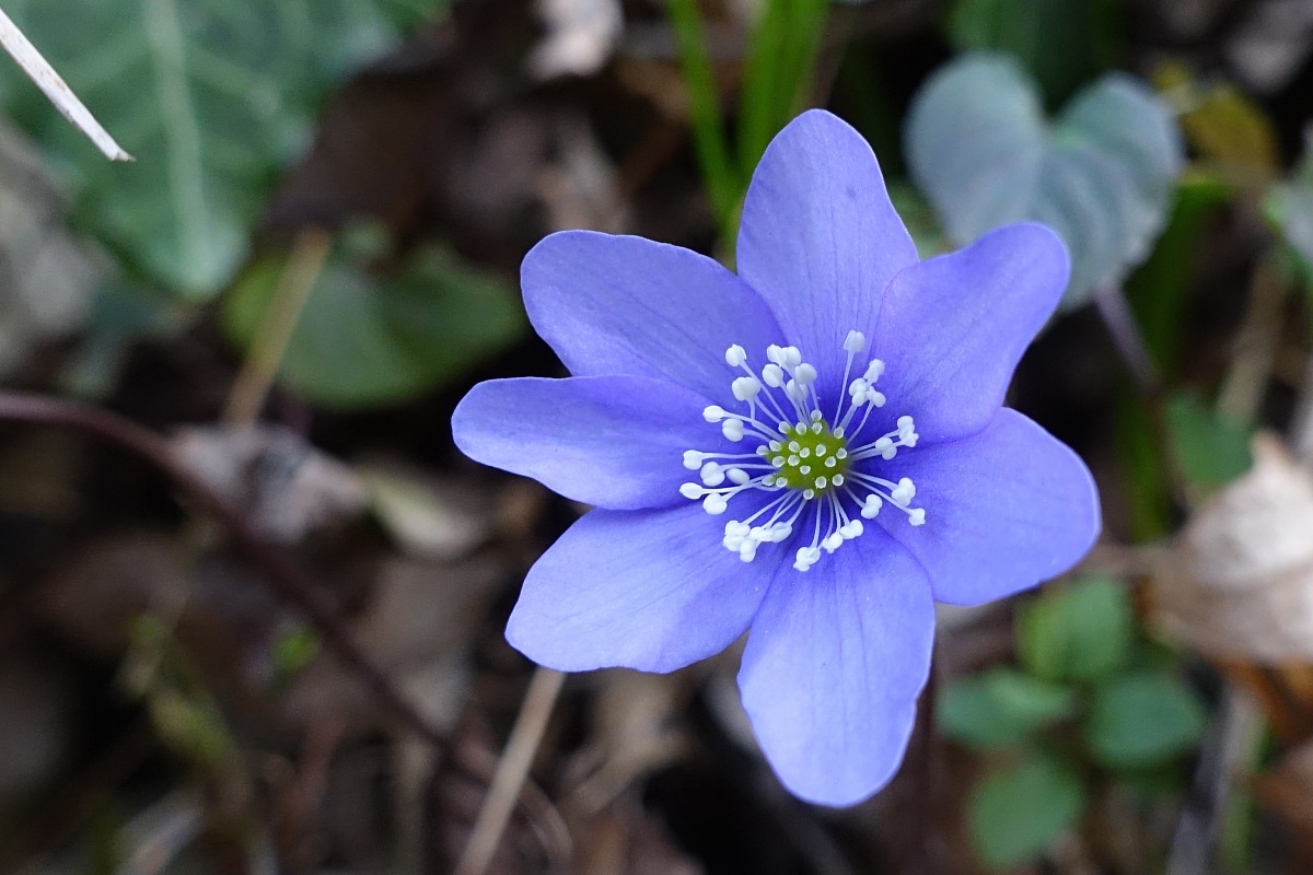 fiore di anemone Hepatica selvatica