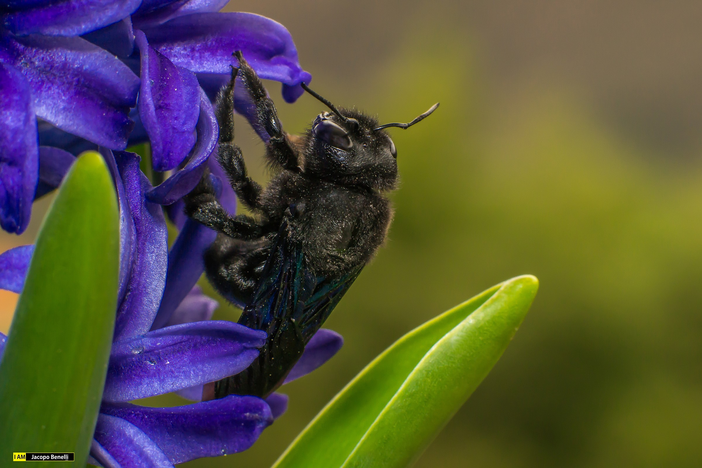 Xylocopa Violacea