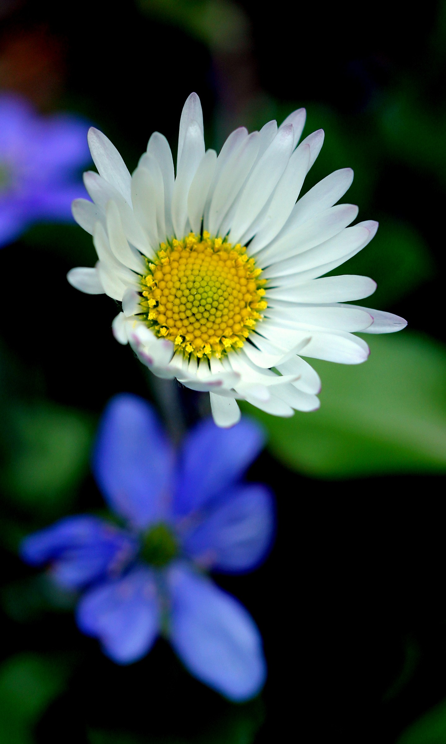 e' arrivata la primavera in casa