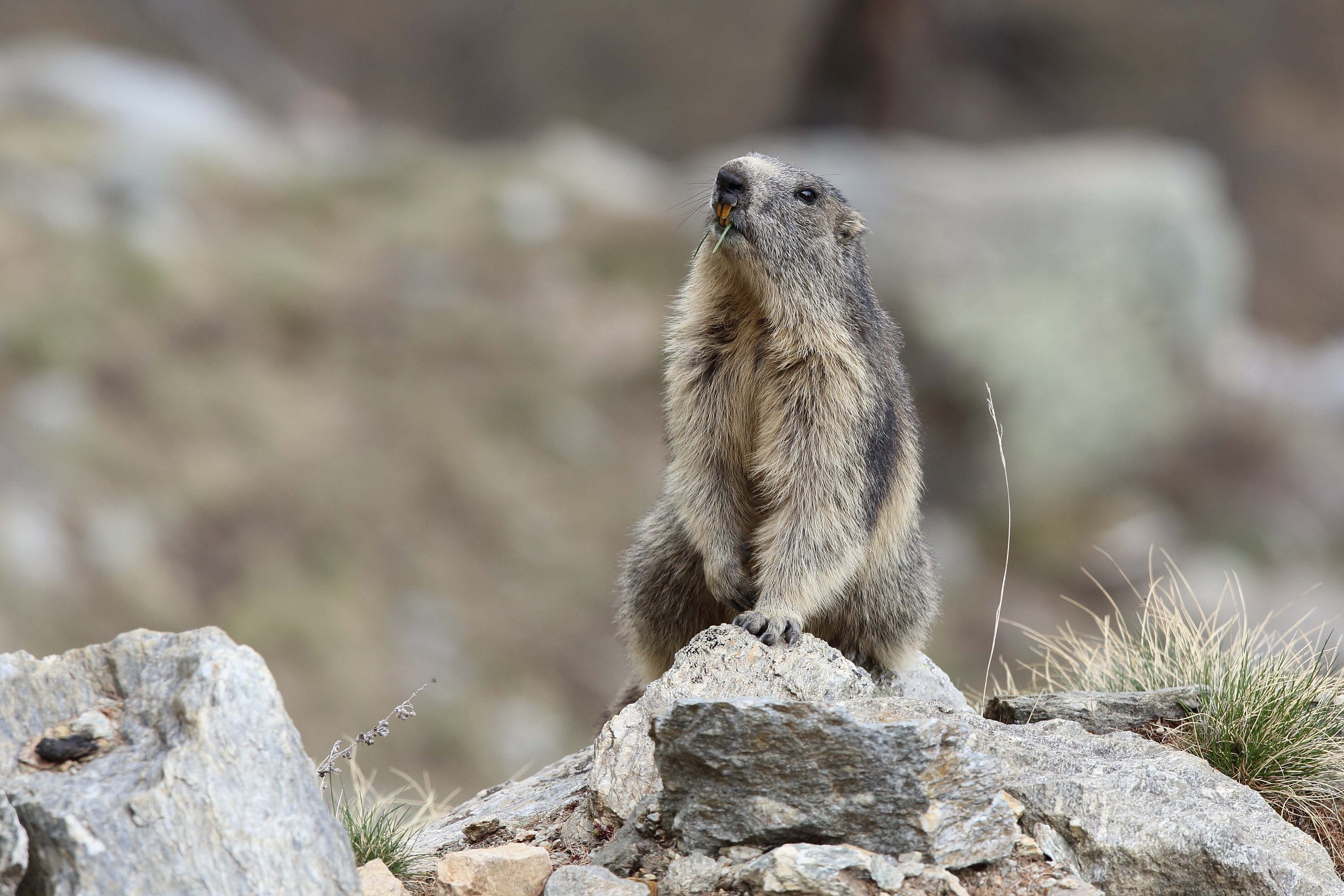 Marmot