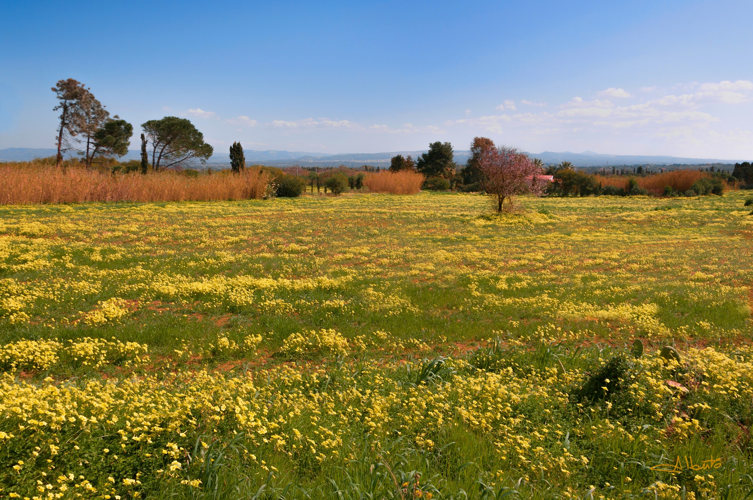 Fields with lemon ...