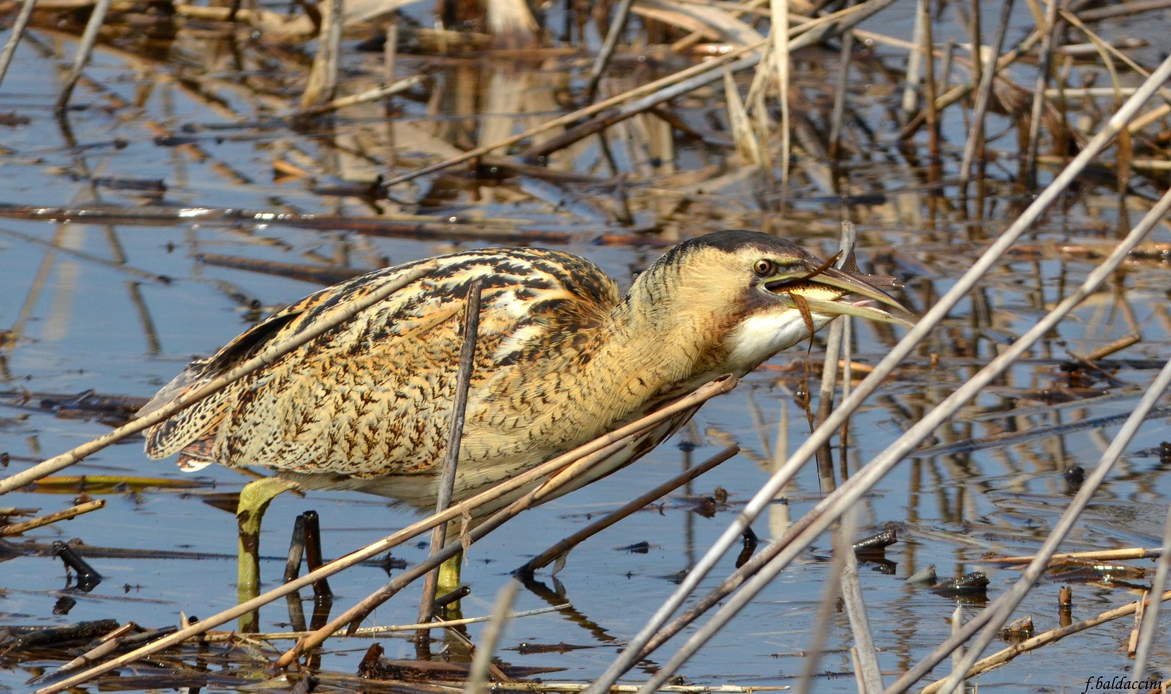bittern greedy