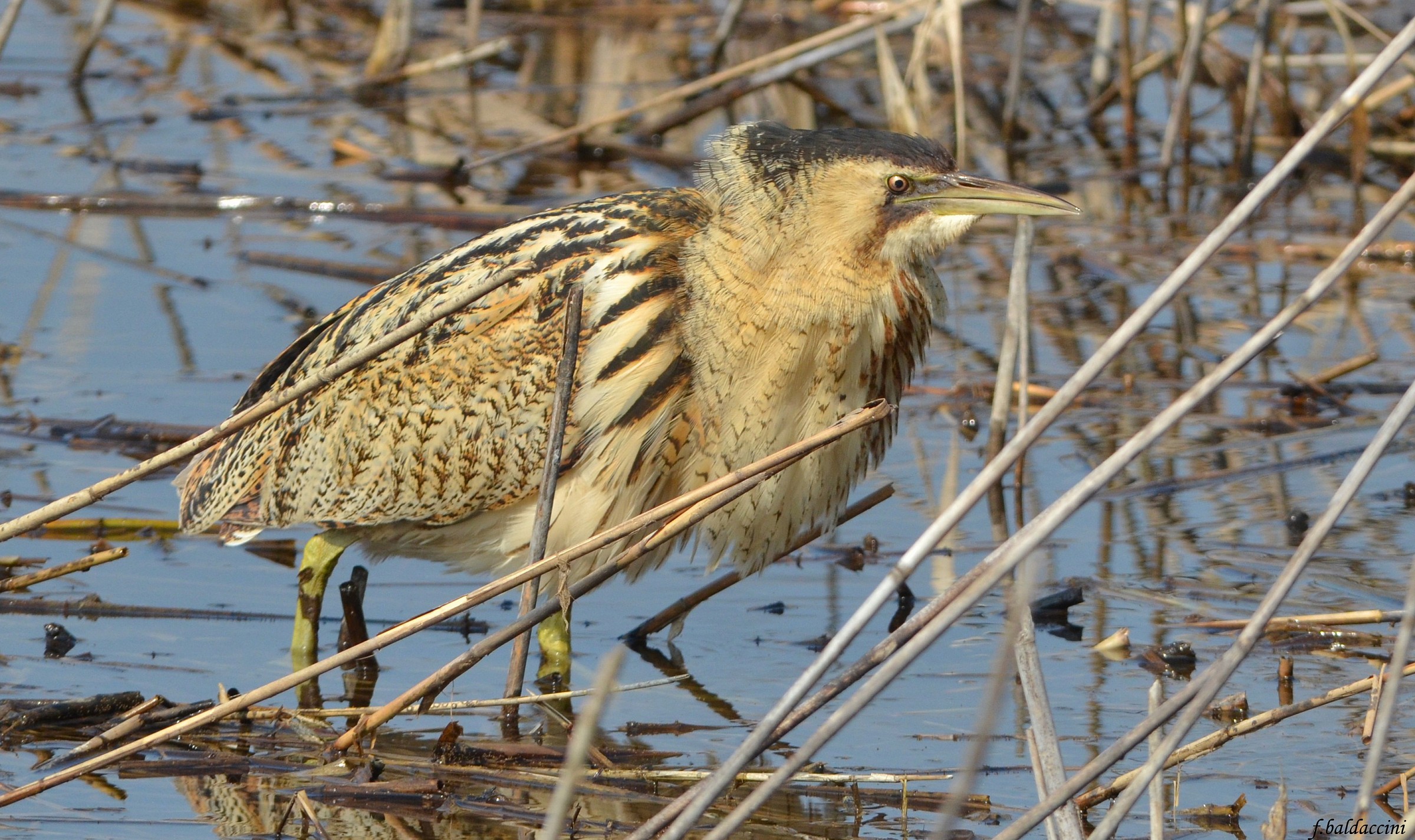 bittern