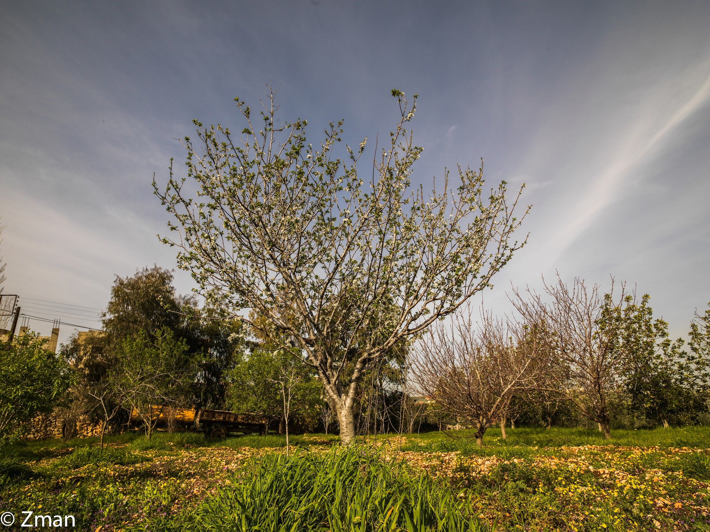 Apricot Trees
