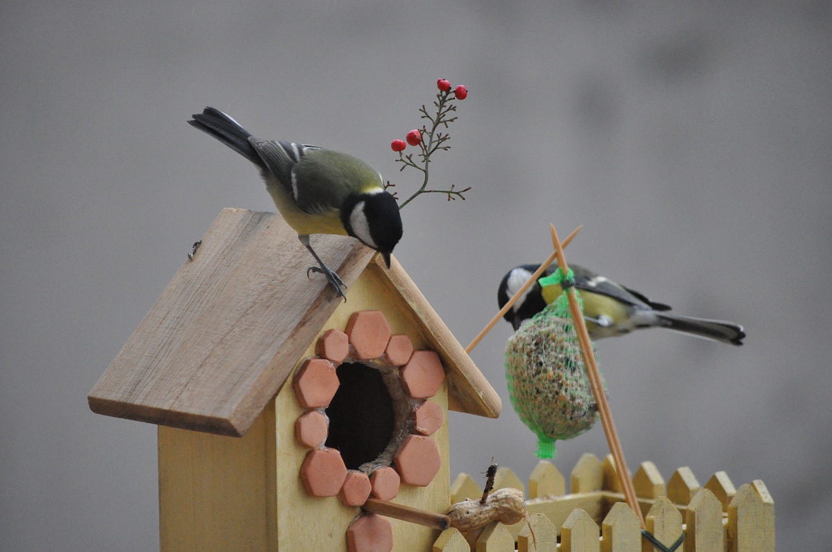 Il curioso e l'affamato