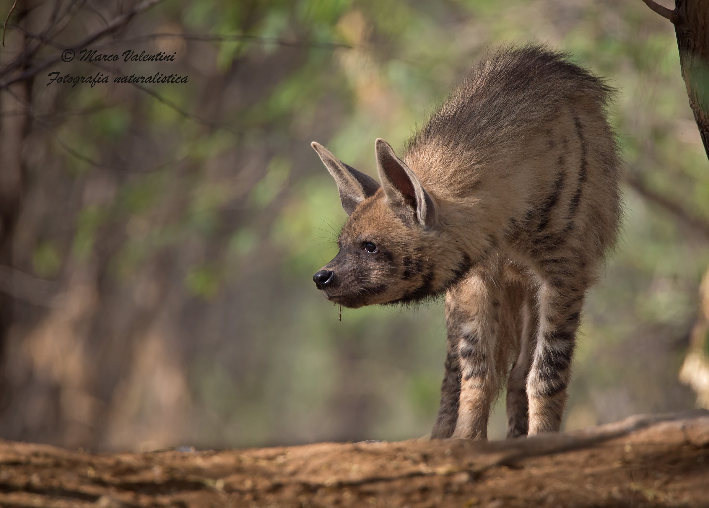 Striped hyena