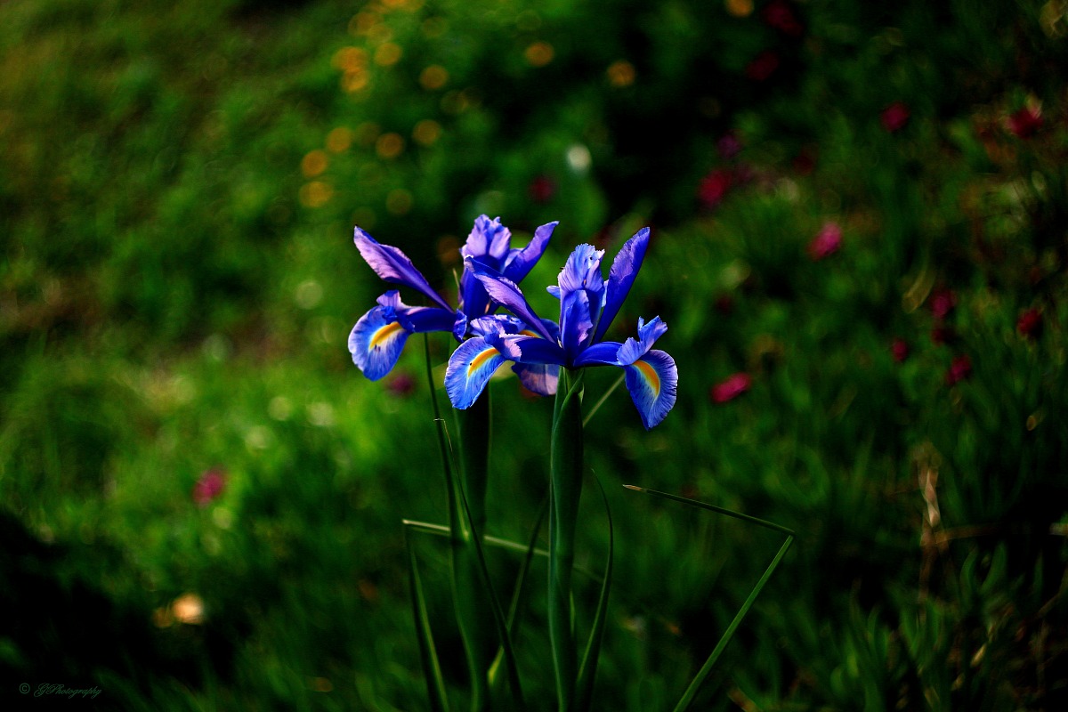 Last Sprazzi on Iris