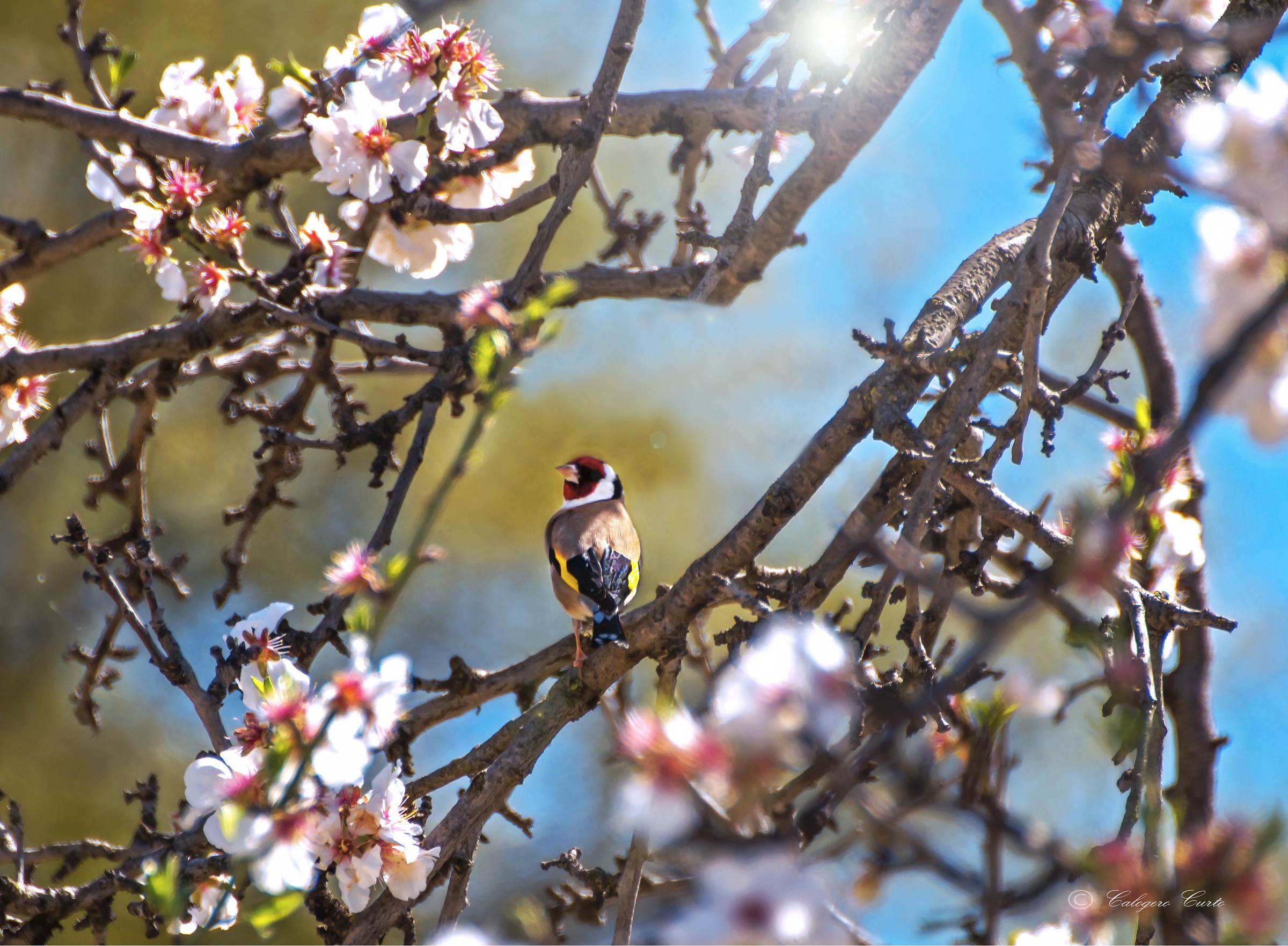 "Cardiddu" is called in Agrigento