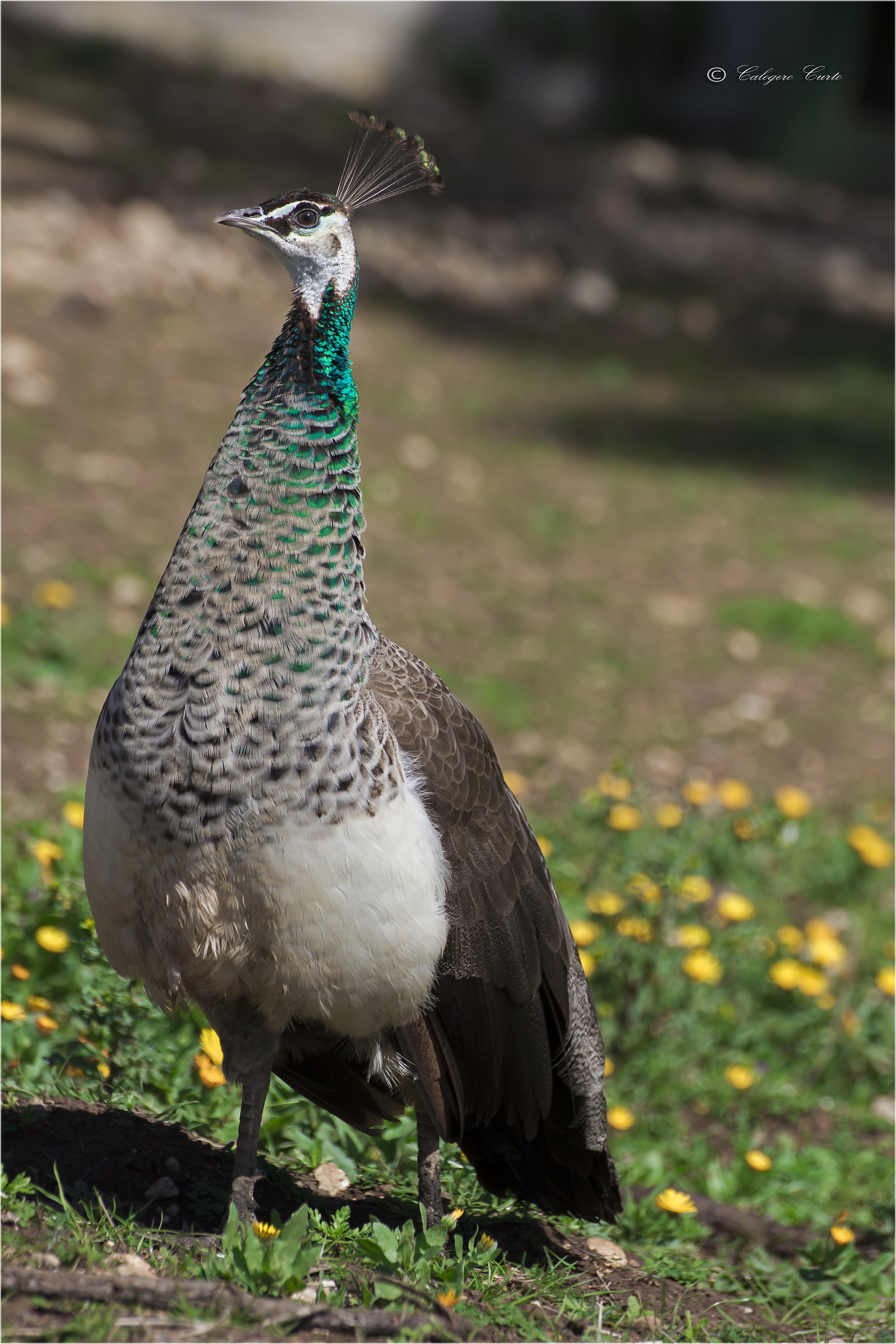 Female peacock