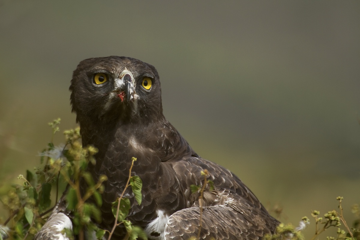 Polemaetus Bellicosus