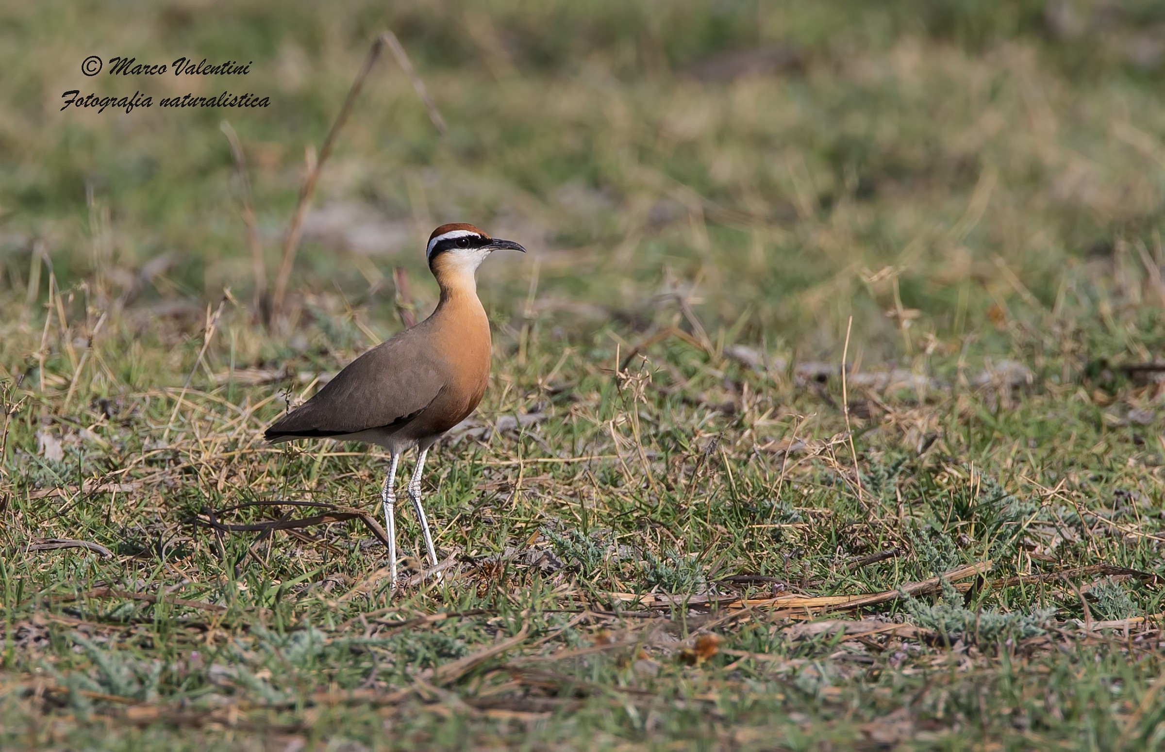 Corrione indiano - primo approccio