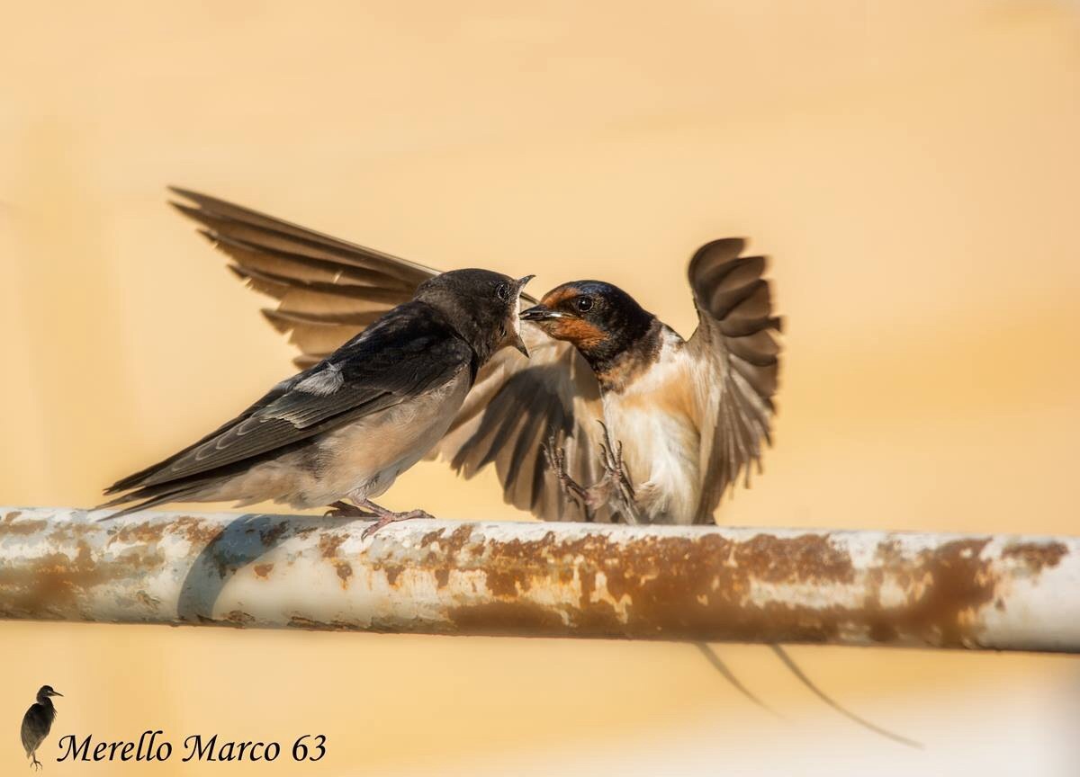 The hard work of ........ Mom swallow.