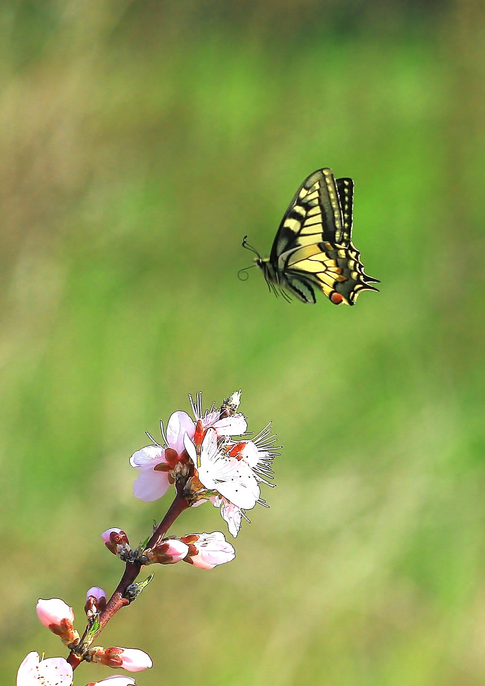 swallowtail
