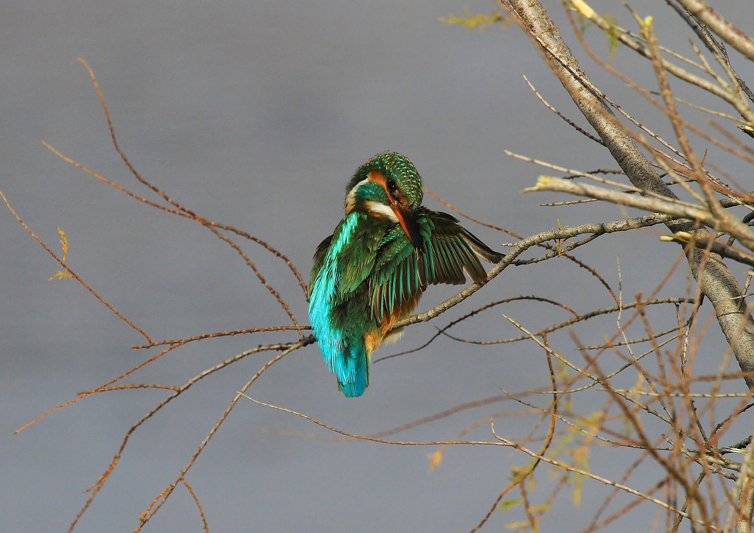 kingfisher